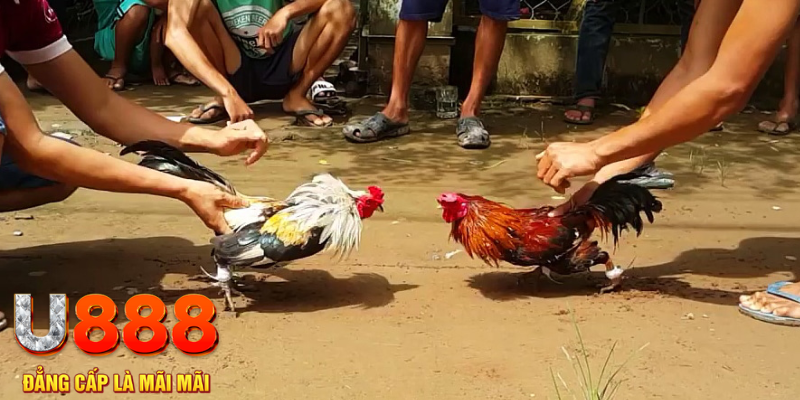 đăng nhập poker dễ thắng