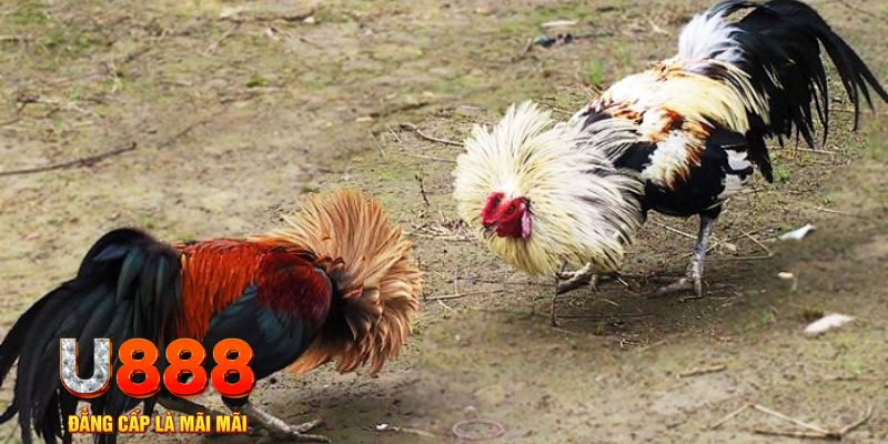 w88top how to win at casino slots