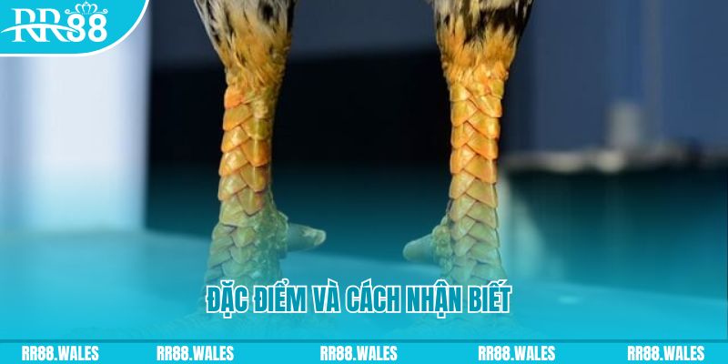 đăng nhập sòng bạc live